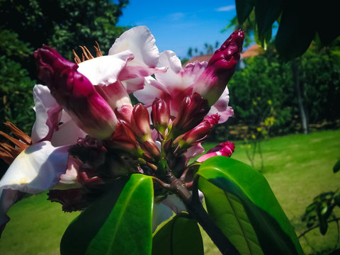 Beautiful Pink Flowers And Bud Of Oleander Type Of Dogbane Family Plant In The Garden