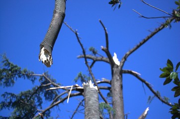 Branches and the sky