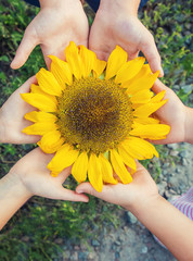 children are holding a sunflower in their hands. Selective focus.