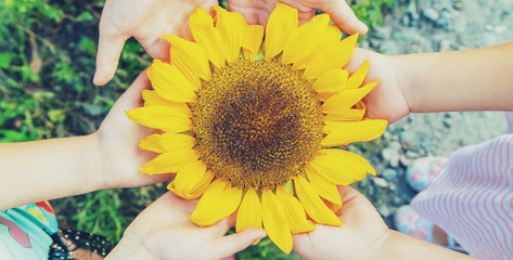 children are holding a sunflower in their hands. Selective focus.