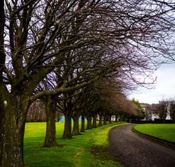 Bare trees curving to follow a path