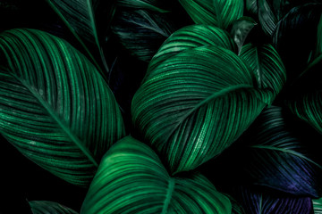 Cannifolium spathiphyllum's leaf Dark green texture, abstract, nature background, tropical leaf that is hard to disappear