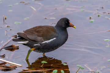 A Common Gallinule (Gallinula galeata) wading in the waters of the Savannah National Wildlife Refuge in Georgia, USA.