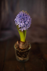 Lilac hyacinth with bulb on a blurred background