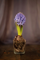 Lilac hyacinth with bulb on a blurred background