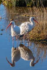 Two White Ibis birds (eudocimus albus) wading are reflected in the water in Florida, USA.