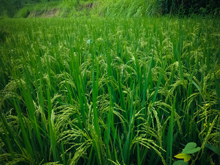 Obraz premium Green Fertile Rice Plants With Young Fruit Rice Plant In The Rice Field Of The Village, Ringdikit, North Bali, Indonesia
