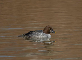 Female Common goldeneye in a pond at the Drottningholm island in Stockholm