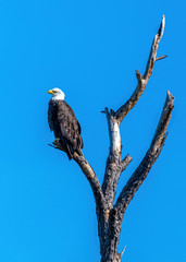 A Bald Eagle (Haliaeetus leucocephalus) perches on a dead tree in the Merritt Island National Wildlife Refuge, Florida, USA.