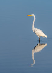 Fototapeta premium A wading great egret (Ardea alba) is reflected in the water in Florida, USA.