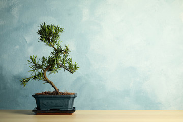 Japanese bonsai plant on wooden table, space for text. Creating zen atmosphere at home - obrazy, fototapety, plakaty
