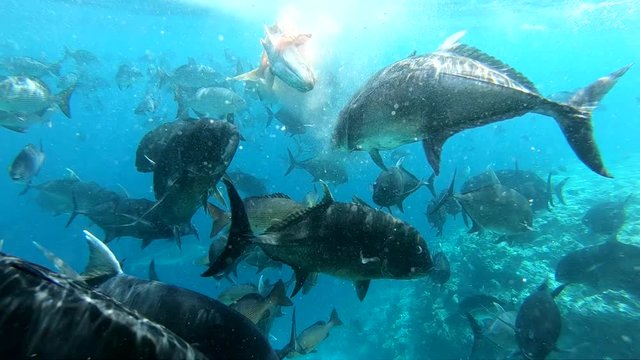 school of jackfish in slow motion