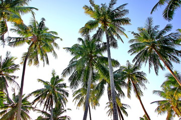 Fototapeta na wymiar row of coconut plantation with blue sky white cloud