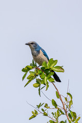 A Florida Scrub-Jay (Aphelocoma coerulescens) perches on a tree in the Merritt Island National WIldlife Refuge in Florida, USA.