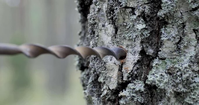 drill hole in birch trunk to collect sap