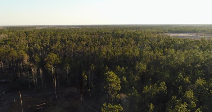 Aerial flight over thick pine forest on a clear sunny day