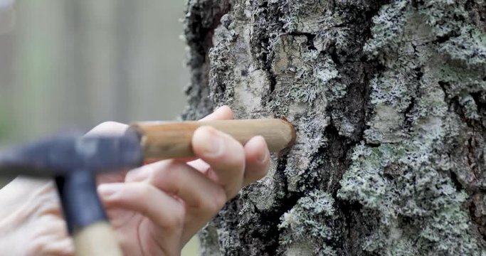 birch sap tapping in the spring. hit wooden tap in tree trunk