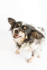 Smiling, happy dog with big ears. Studio shot isolated on white background