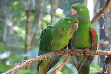 parrot on a branch