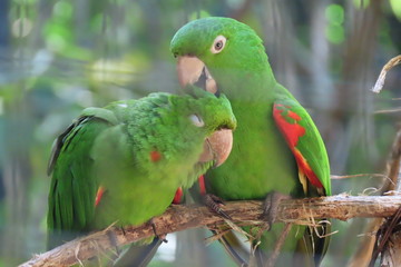 Obraz premium parrot on a branch
