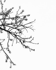 branch of tree on black background