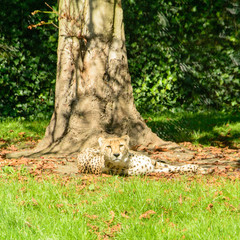 Cheetah looking in the camera