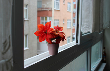 flower, window, red, home, house, decoration, floral, green, white, flowers, door, plant, christmas, nature, pink, pot, vase, wreath, blue, interior, bouquet, summer, architecture, windowsill, color