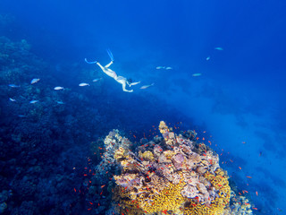 Fototapeta na wymiar freediver dives into the sea. beautiful natural summer background