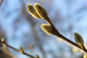 pussy willow spring buds