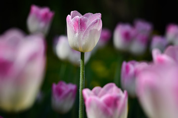 Many rare pink and white tulips in the spring garden