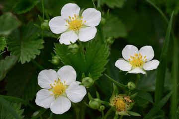 Fototapeta na wymiar Small white flowers of garden strawberries on a farm bed