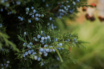 background with thuya. thuja branch with berries. conifer branch.
winter background. green...