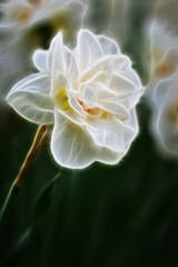 Fractal image of tender spring daffodil with double petals