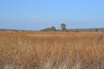 golden wheat field with hay bales
