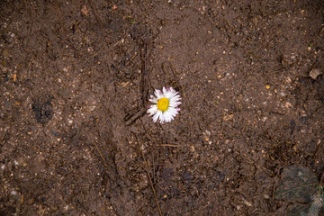 Daisies torn in the mud