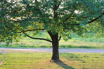 This is a natural view of beautiful tree during morning time. 