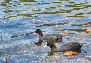 two young Eurasian Coots