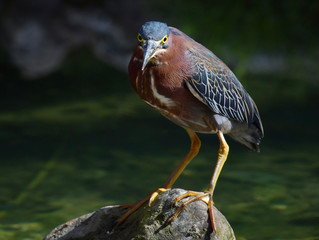 Portrait of an American green heron on a stone 
