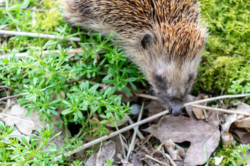 Wild hedgehog in summer spring forest or in the garden. The muzzle of a forest hedgehog close-up on...