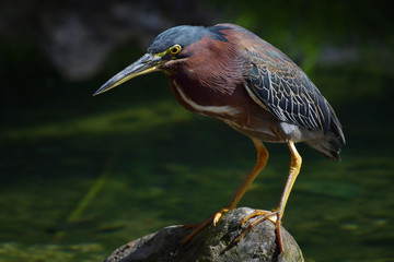 Portrait of an American green heron on a stone in the middle of a lake