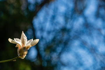 Gentle petals of magnolia flower on blurred background of blue sky. Selective focus. Large...