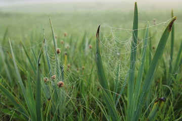 Pajęcza sieć © Katarzyna