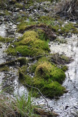 Forest swamp during springtime natural reserve