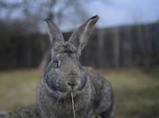 Big gray rabbit with a stalk of grass in the mouth in the garden
