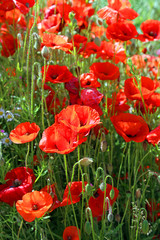 Close of poppies in an English country lane