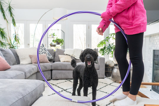 Young girl training her standard poodle to jump through a hula hoop