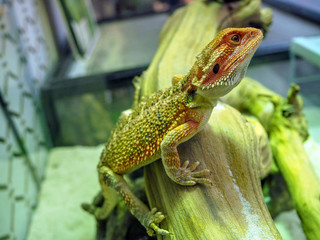 bearded Agama Australian lizard close up