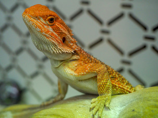 bearded Agama Australian lizard close up