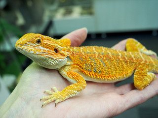 bearded Agama Australian lizard close up