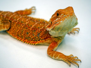 bearded Agama Australian lizard close up